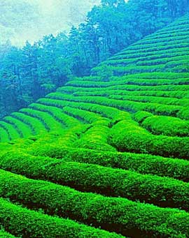 Munnar Tea Plantations