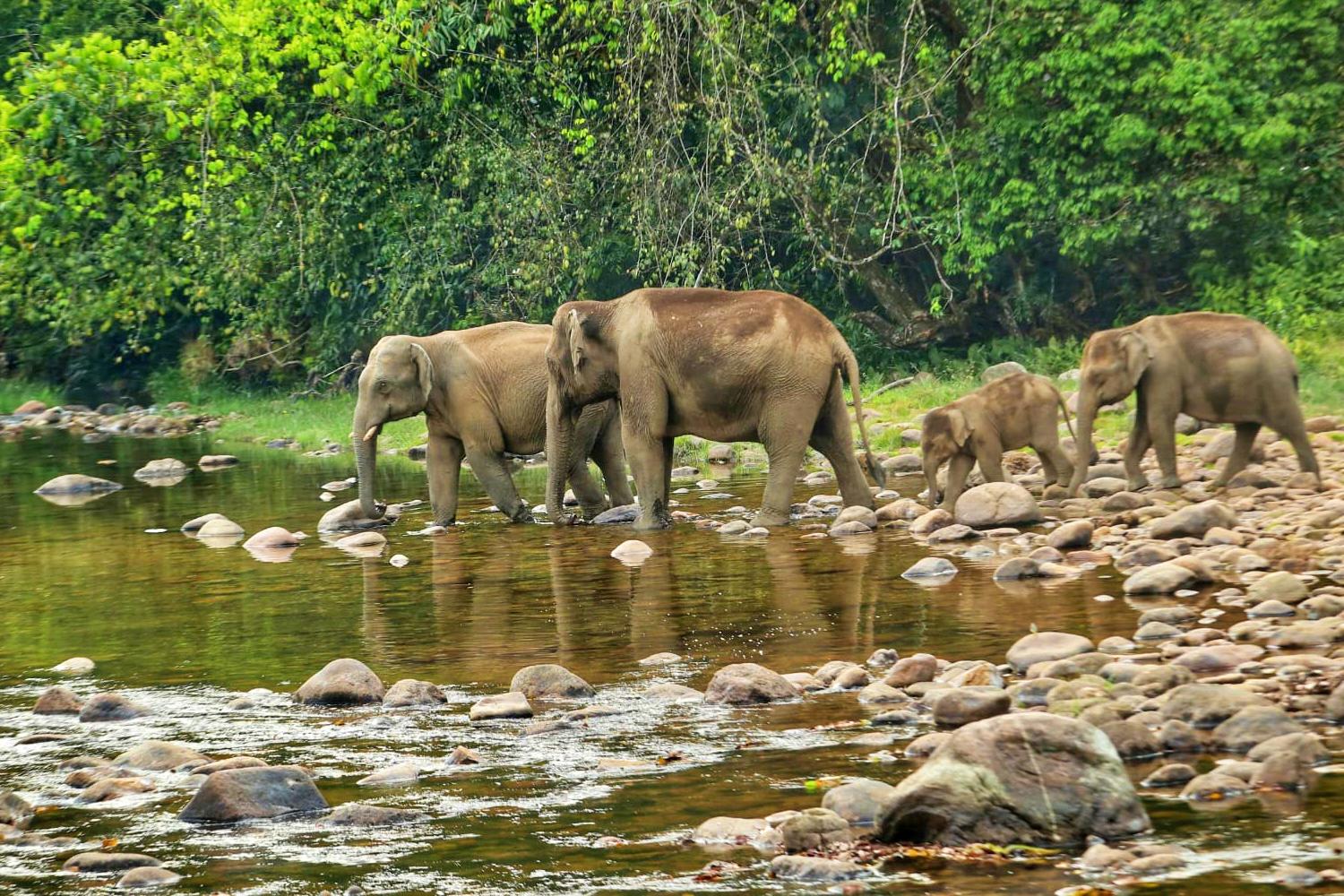 Elephants in Anakkulam