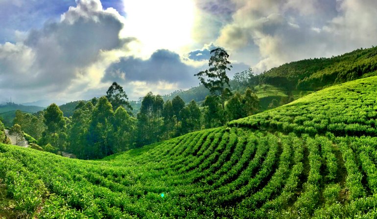 Munnar Resorts