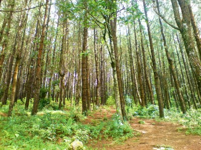 Pain_Forest,_Vagamon_-_panoramio